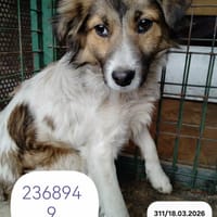 Cléa, chienne à adopter