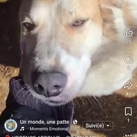 Sky, chien à adopter