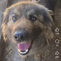 Azor, chien à adopter