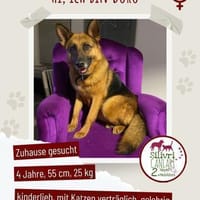 Schäferhündin Doro sucht ein Zuhause, Hündin zur Adoption