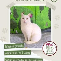 Tommy sucht ein liebevolles Zuhause, Kater zur Adoption