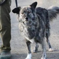 Sira - zutraulich u. verschmust, Hündin zur Adoption