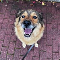 Ben - klug, liebenswert, willenstark, Hund zur Adoption