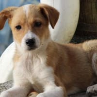 Barby auf Pflegestelle in Hessen, Hündin zur Adoption