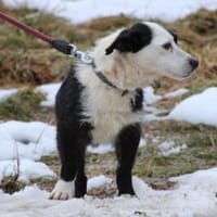 Niria - kinderlieb u. verspielt, Hündin zur Adoption