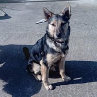 Zuhause gesucht, Hündin zur Adoption