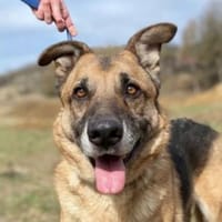 VILLY, freundlich und verträglich, Hund zur Adoption