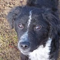 Baby DOLLY, Hündin zur Adoption