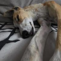 Torre, Hund zur Adoption