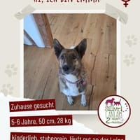 Wunderschöne Emma sucht ein Zuhause, Hündin zur Adoption