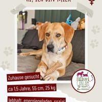 Liebevolle Milk sucht ein Zuhause, Hündin zur Adoption