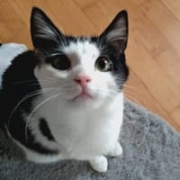 Skadi&Balder möchten sich nicht trennen, Kater zur Adoption