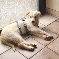 Kaily sucht Ihr Zuhause, Hündin zur Adoption