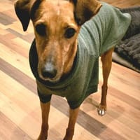 Finley, Hund zur Adoption