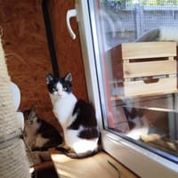 Yule - gute Futterverwerterin, Katze zur Adoption