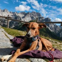 Podencomix Anila, Hündin zur Adoption