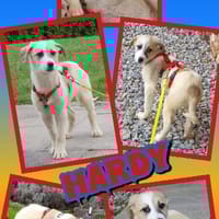 niedlicher Welpenjunge Hardy auf PS90443, Hund zur Adoption