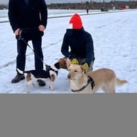 Tolle Ceci, sehr aktiv, katzenlieb sucht, Hündin zur Adoption