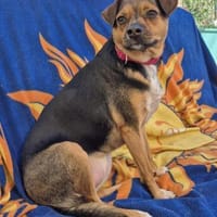 CANELA 💝 Knutschkugel deluxe, Hündin zur Adoption