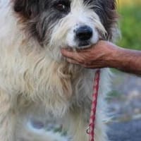 Kyreo - verschmust u. sehr lieb, Hund zur Adoption