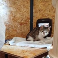 Steve - kleiner Rohdiamant, Kater zur Adoption