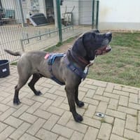 Tyson Zuhause gesucht, Hund zur Adoption