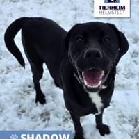 Shadow Zuhause gesucht, Hund zur Adoption
