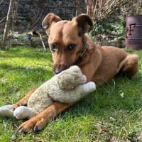 Scooby sucht sein neues Zuhause, Hund zur Adoption