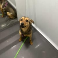 Lea, einfach nur perfekt und zuckersüß, Hündin zur Adoption