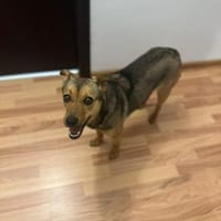 Lea, einfach nur perfekt und zuckersüß, Hündin zur Adoption