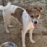 Nina 46 cm (Pflegestelle), Hündin zur Adoption