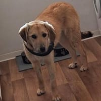 Dina sucht ihre Familie, Hündin zur Adoption