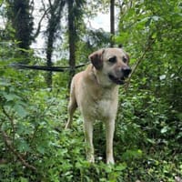 Chum - ein Hund zum verlieben, Hund zur Adoption