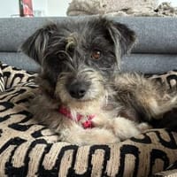 Fritzi auf Pflege in Wiesbaden sucht, Hündin zur Adoption