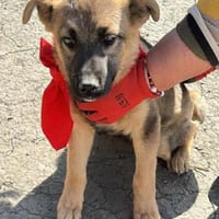 Leilli, Zuckerschnute sucht Körbchen, Hündin zur Adoption