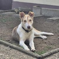 Sunny - Familienhund mit Herz, Hündin zur Adoption