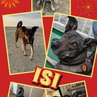 aktive Isi auf PS in 85301, Hündin zur Adoption