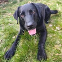 Gofiolo, Hund zur Adoption