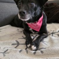 Zuhause gesucht!🙏💕, Hündin zur Adoption