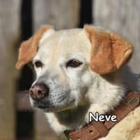 NEVE, Hündin zur Adoption