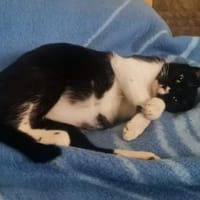 Muriel wartet schon sooo lange!, Katze zur Adoption