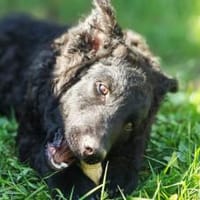 Zuhause gesucht für Vuki, Hund zur Adoption