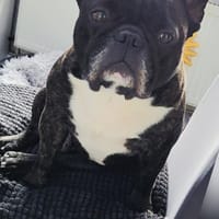 MICKY sucht besondere Menschen, Hund zur Adoption