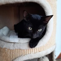 Buffy - schüchtern, aber spielfreudig, Kater zur Adoption