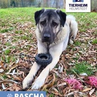 Pascha Zuhause gesucht, Hund zur Adoption