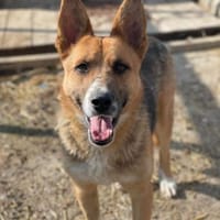 Scooby, endlich ein Zuhause?, Hund zur Adoption