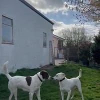 Lui sucht Menschen mit Erfahrung, Hund zur Adoption