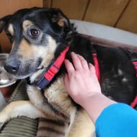 LINA 💛💛💛 sanft und liebenswert, Hündin zur Adoption