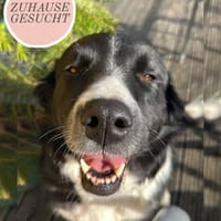 ZARA sucht ihre Herzmenschen ❤, Hündin zur Adoption