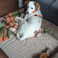 Smitty-freundlich und zugänglich, Hund zur Adoption